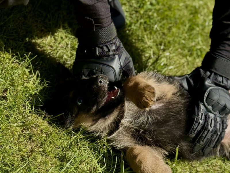 CIA puppy CIA puppy